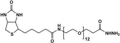 生物素十二聚乙二醇酰肼
